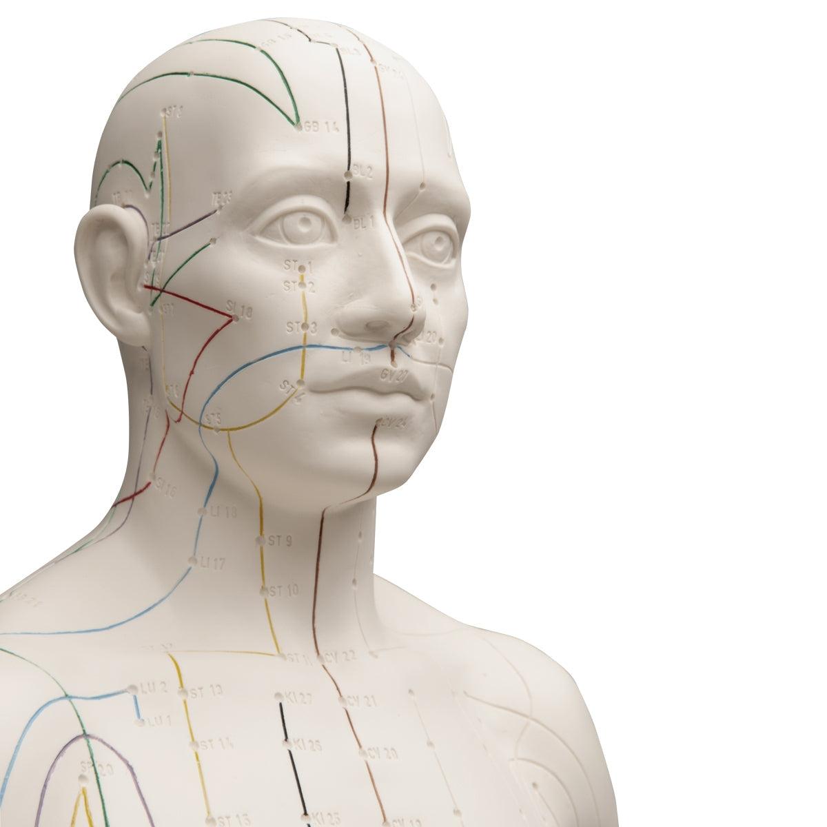 Acupuncture Model, Male