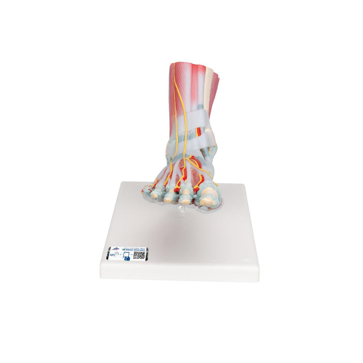 Foot Skeleton Model with Ligaments & Muscles