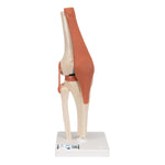 Functional Human Knee Joint Model with Ligaments & Marked Cartilage