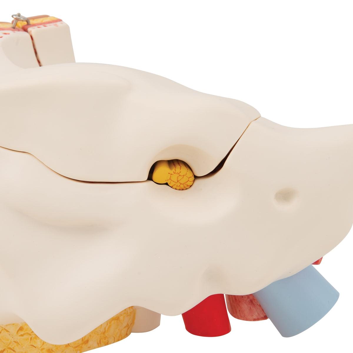 Human Ear Model, 3 times Life-Size, 6 part