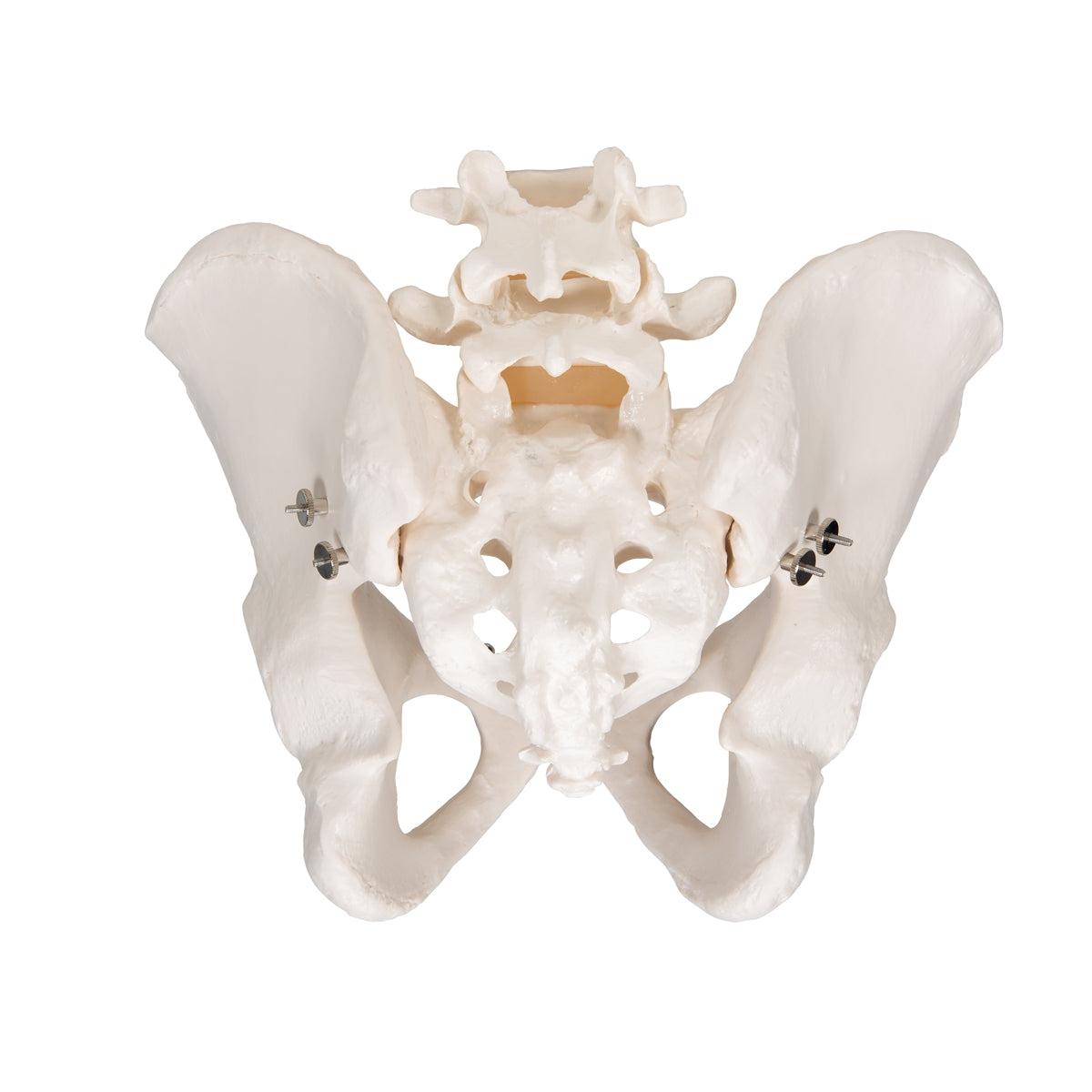Human Male Pelvis Skeleton Model