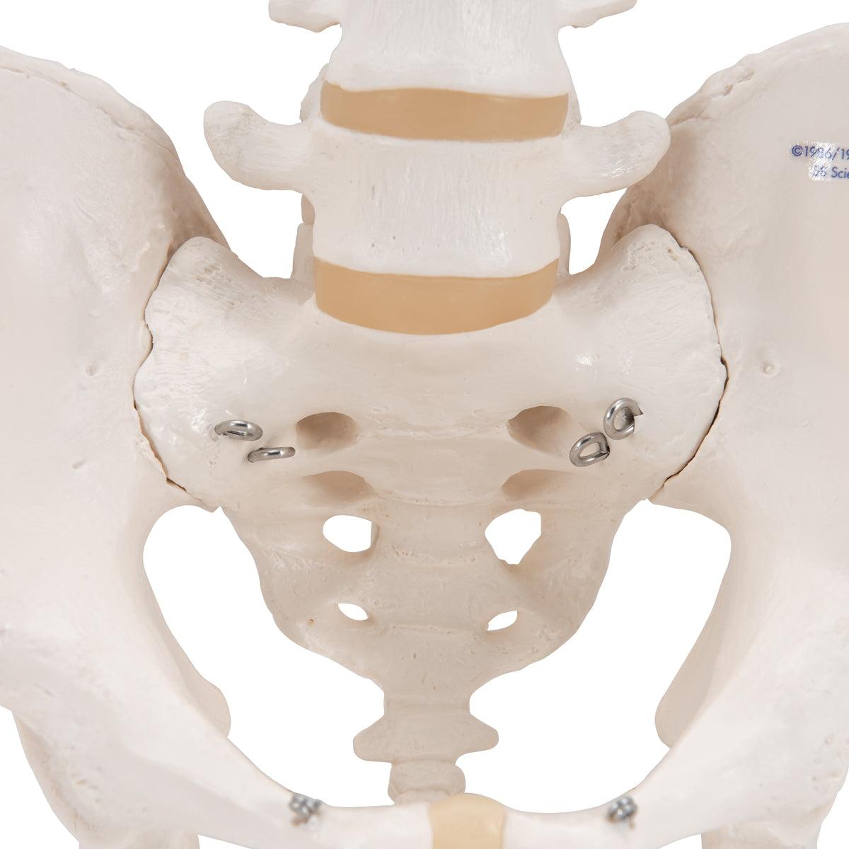 Human Male Pelvis Skeleton Model