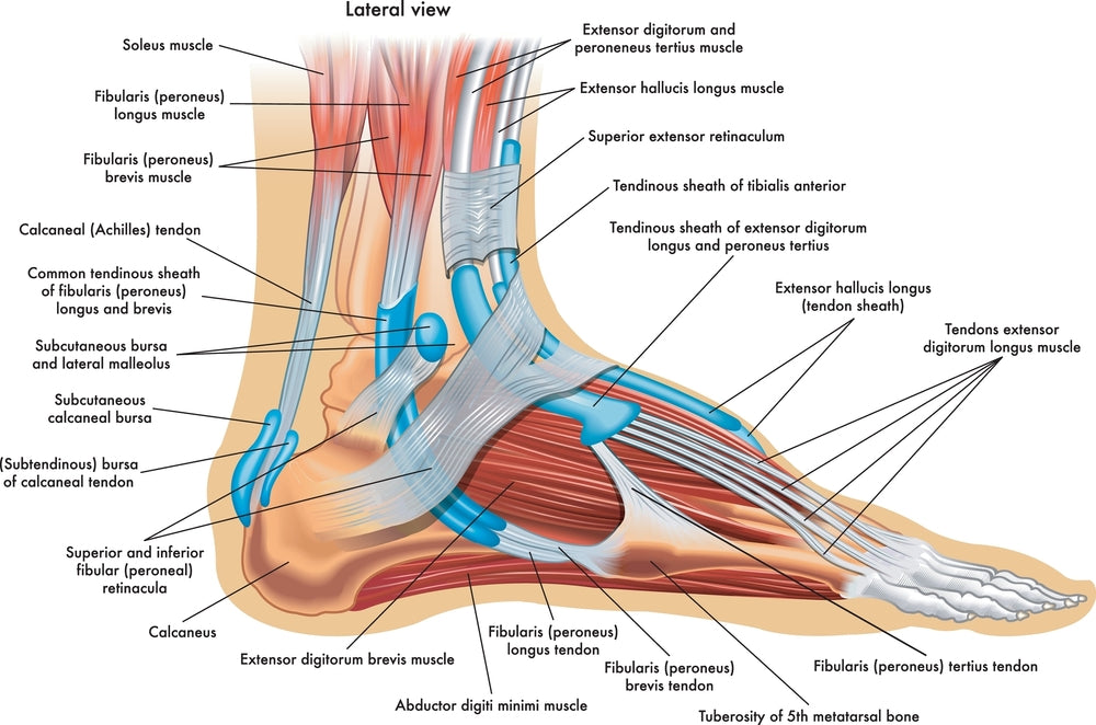 Anatomy Posters