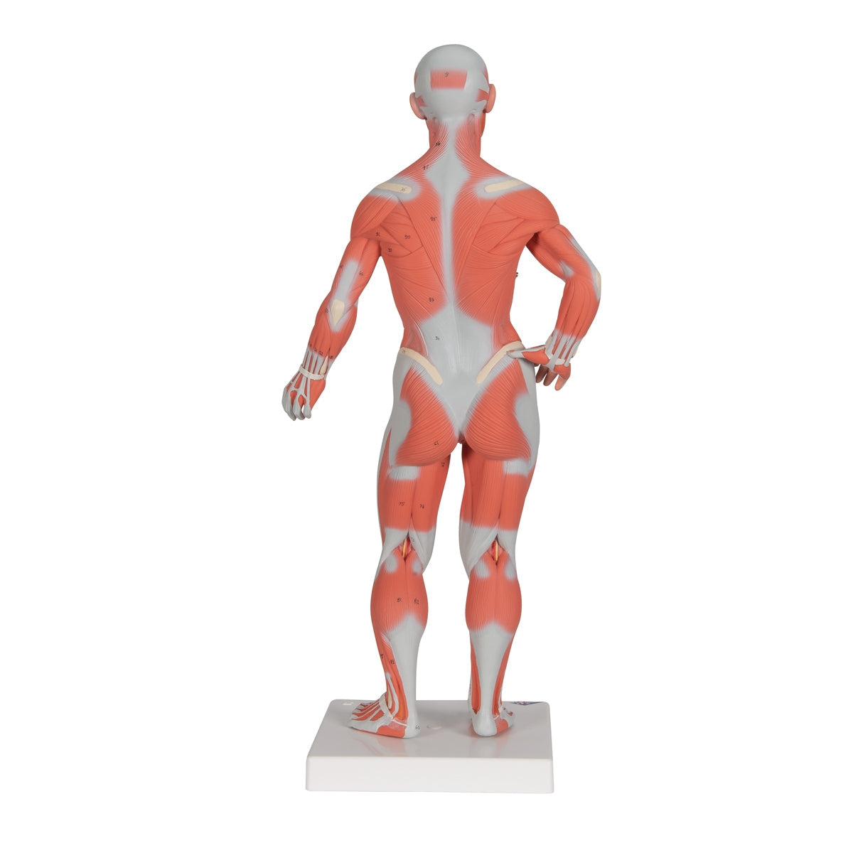 1/3 Life-Size Human Muscle Figure, 2 part