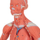 1/3 Life-Size Human Muscle Figure, 2 part