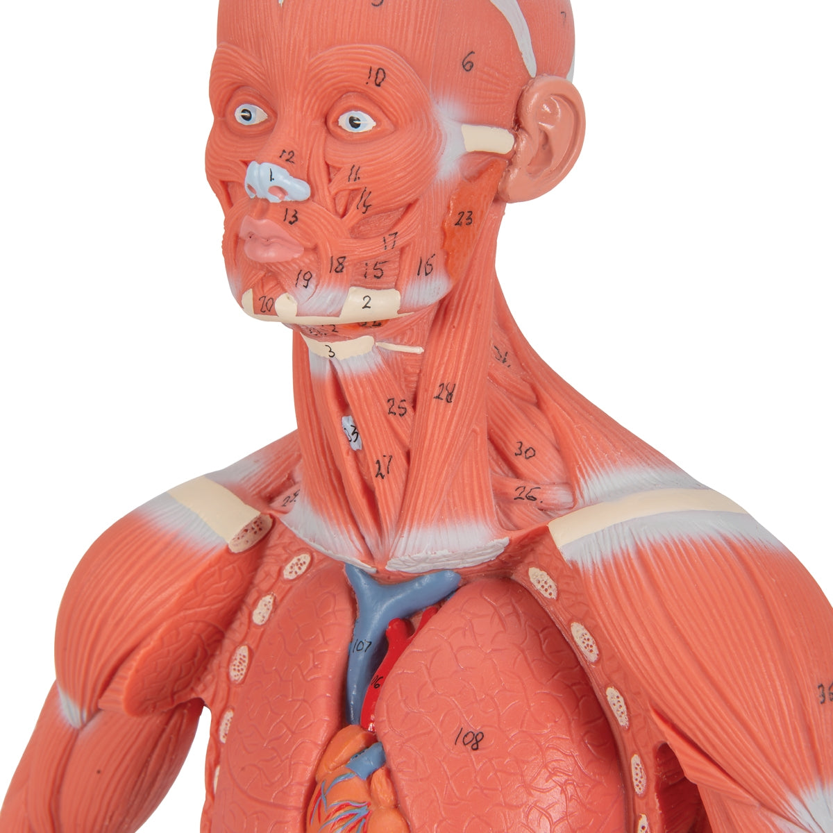 1/3 Life-Size Human Muscle Figure, 2 part