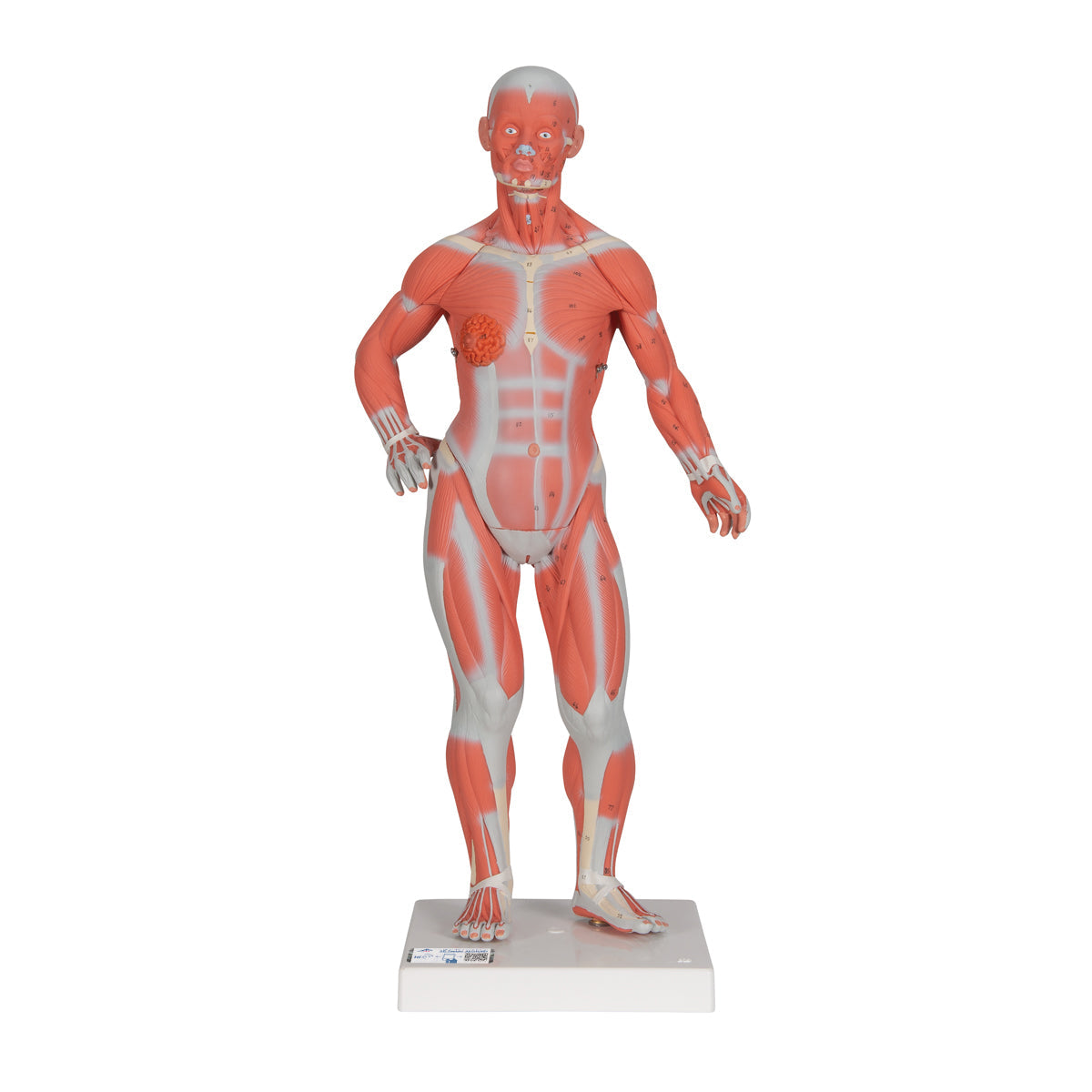 1/3 Life-Size Human Muscle Figure, 2 part