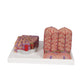 3B MICROanatomy™ Liver Model