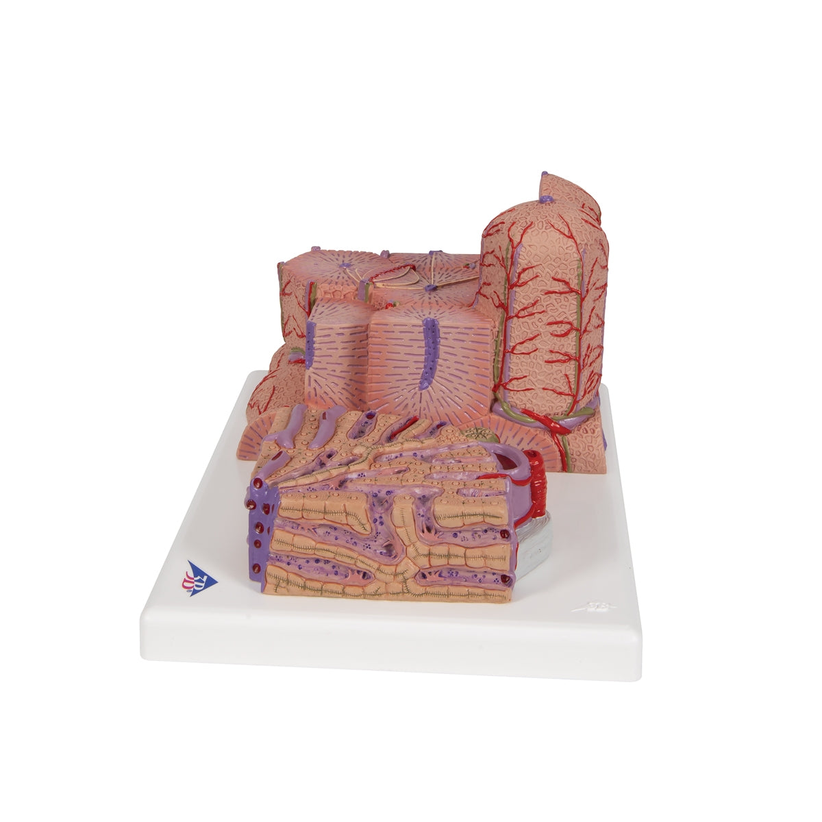 3B MICROanatomy™ Liver Model