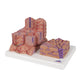 3B MICROanatomy™ Liver Model