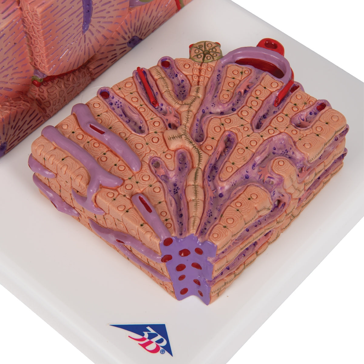 3B MICROanatomy™ Liver Model