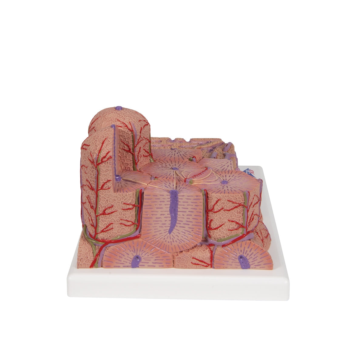 3B MICROanatomy™ Liver Model