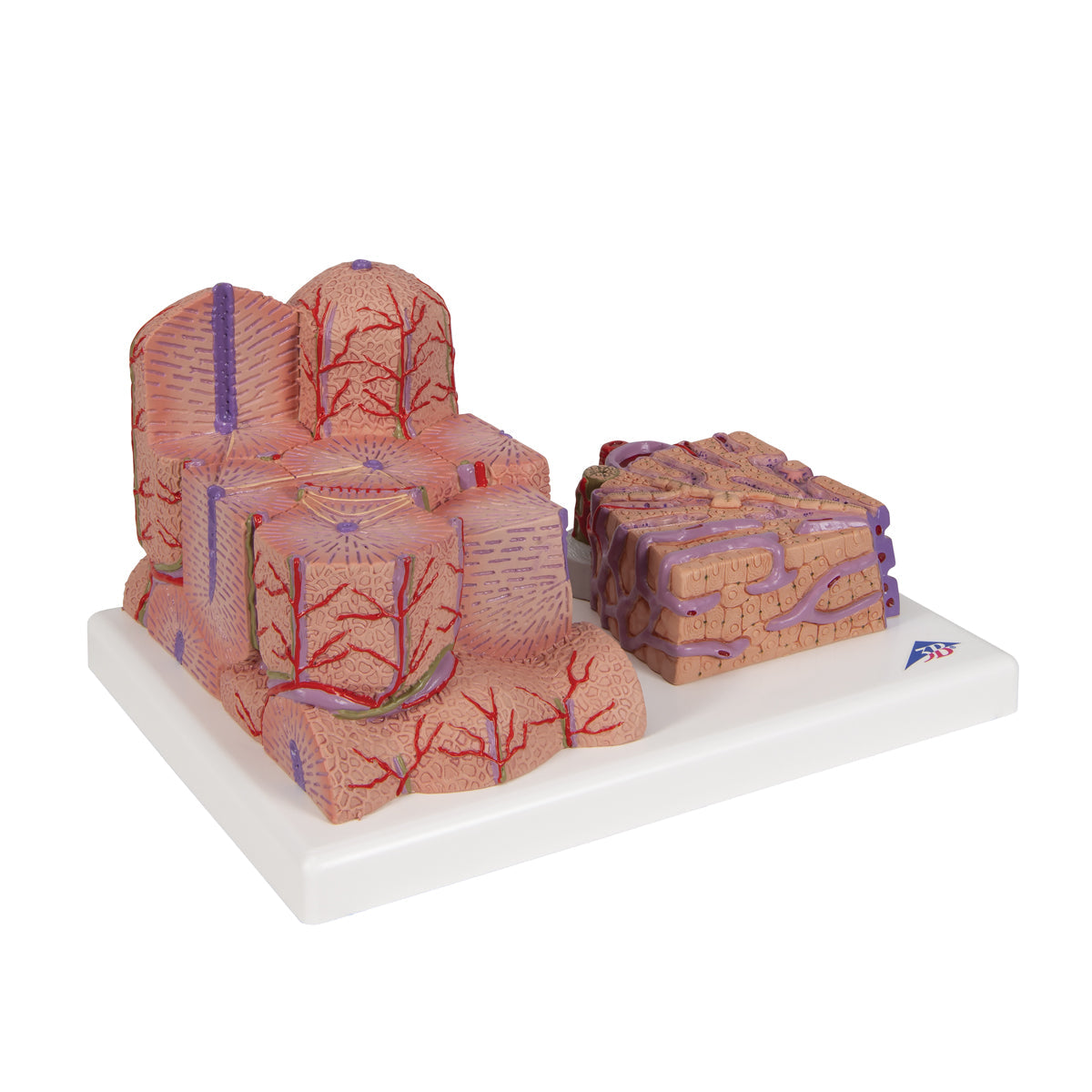 3B MICROanatomy™ Liver Model