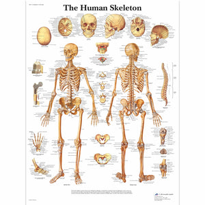 The Human Skeleton Chart