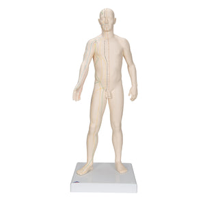 Acupuncture Model, Male