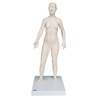 Acupuncture model, female