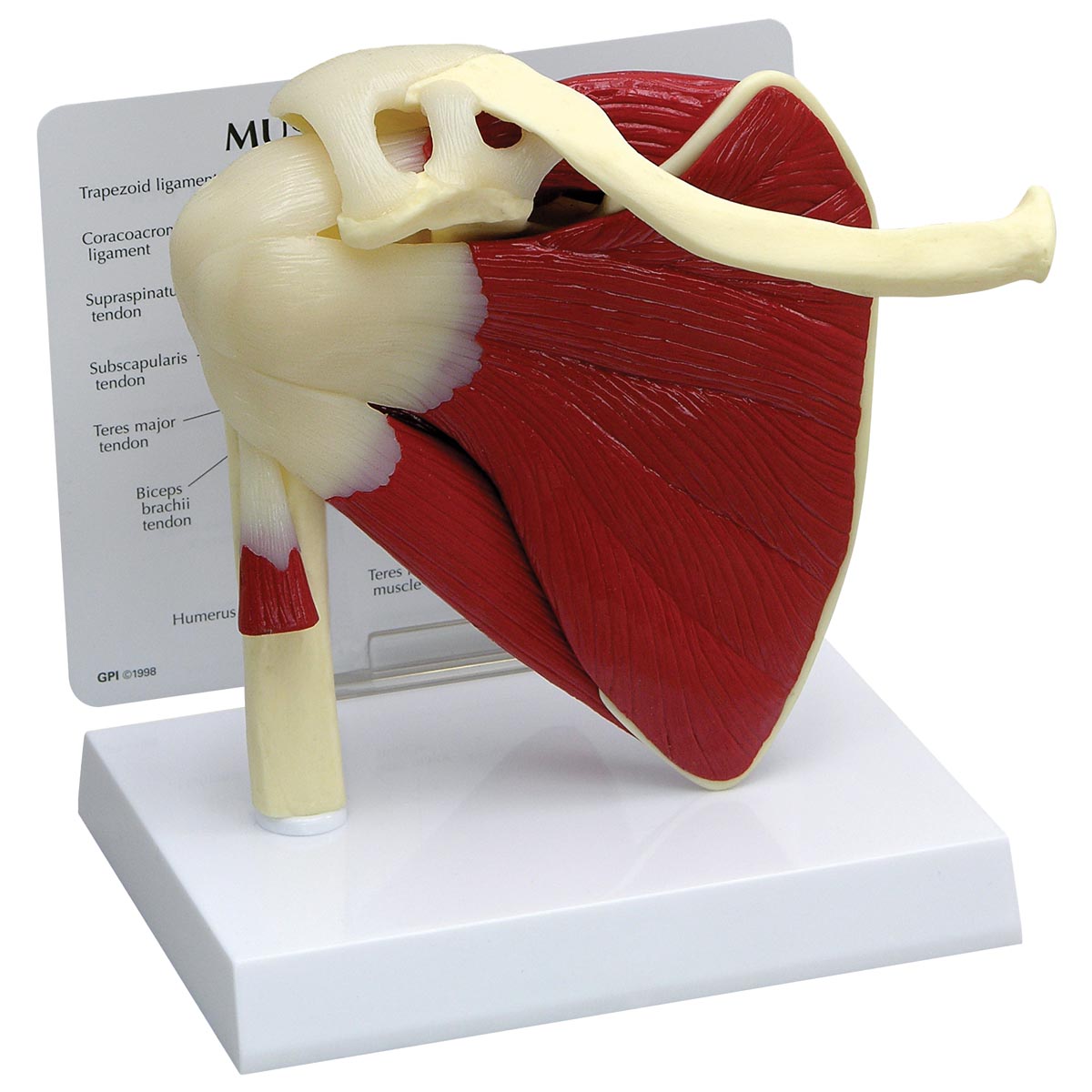 Articulating Rotator Cuff Model