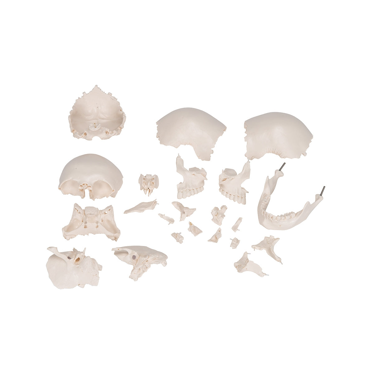 Beauchene Adult Human Skull Model, Bone Colored Version, 22 part