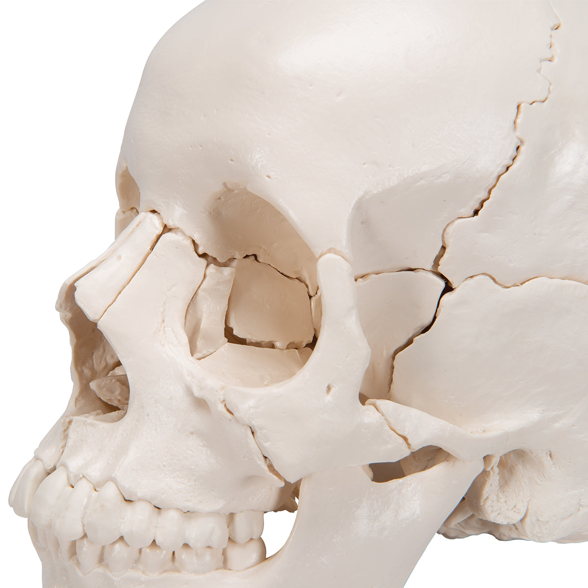 Beauchene Adult Human Skull Model, Bone Colored Version, 22 part