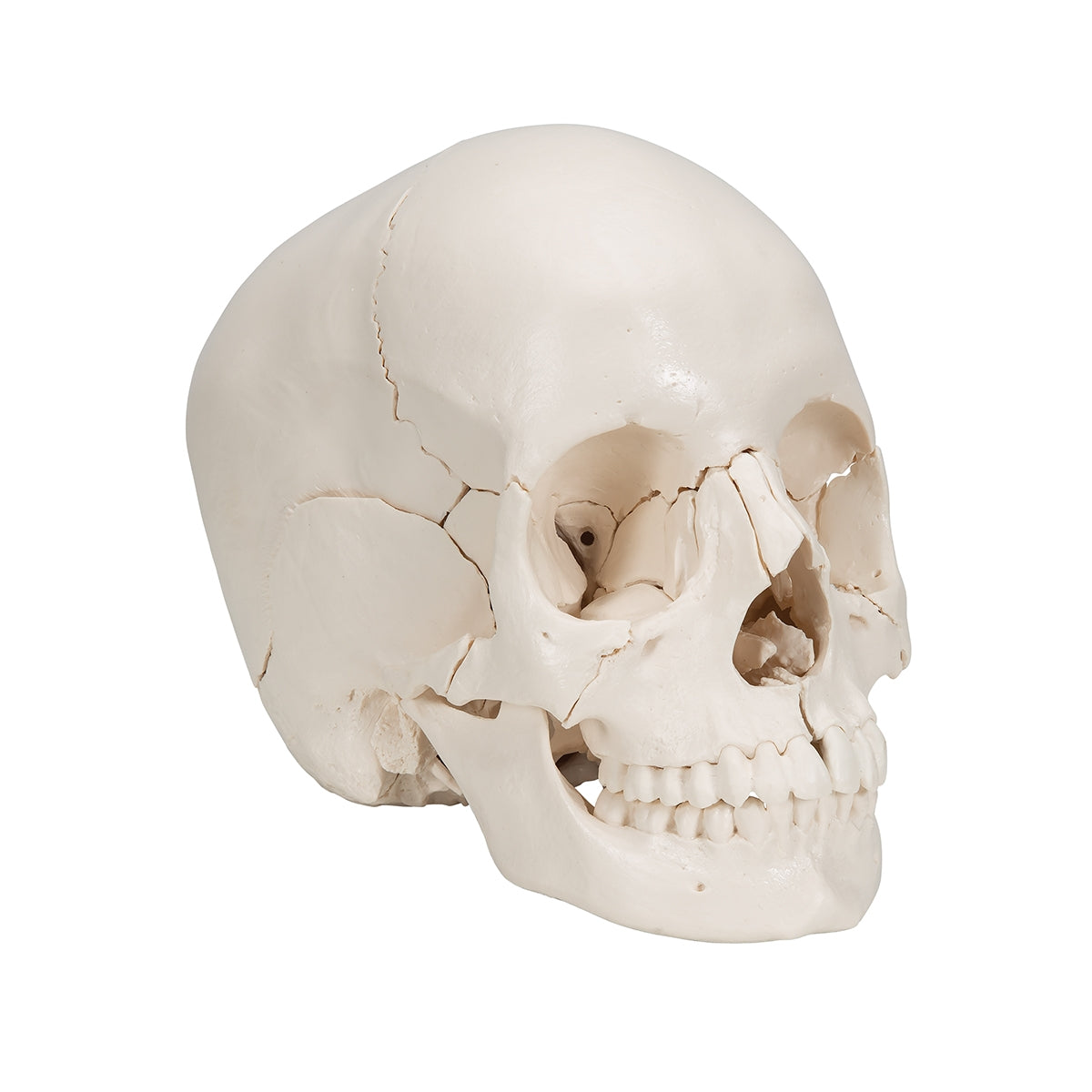 Beauchene Adult Human Skull Model, Bone Colored Version, 22 part