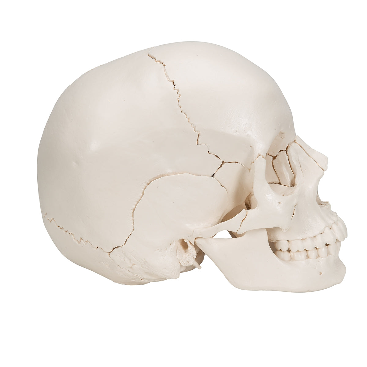 Beauchene Adult Human Skull Model, Bone Colored Version, 22 part