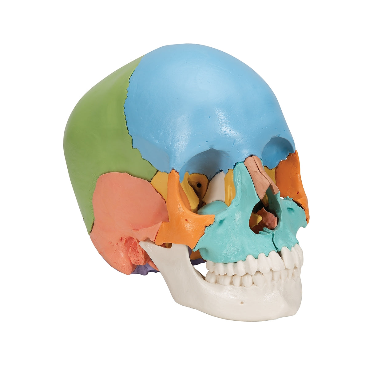 Beauchene Adult Human Skull Model, Didactic Colored Version, 22 part