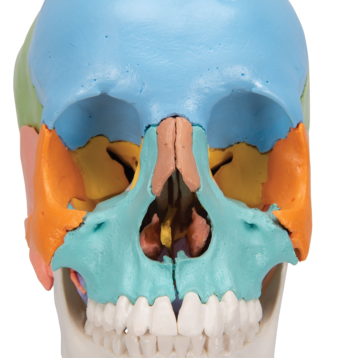 Beauchene Adult Human Skull Model, Didactic Colored Version, 22 part