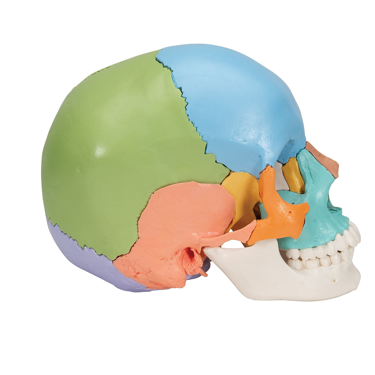 Beauchene Adult Human Skull Model, Didactic Colored Version, 22 part