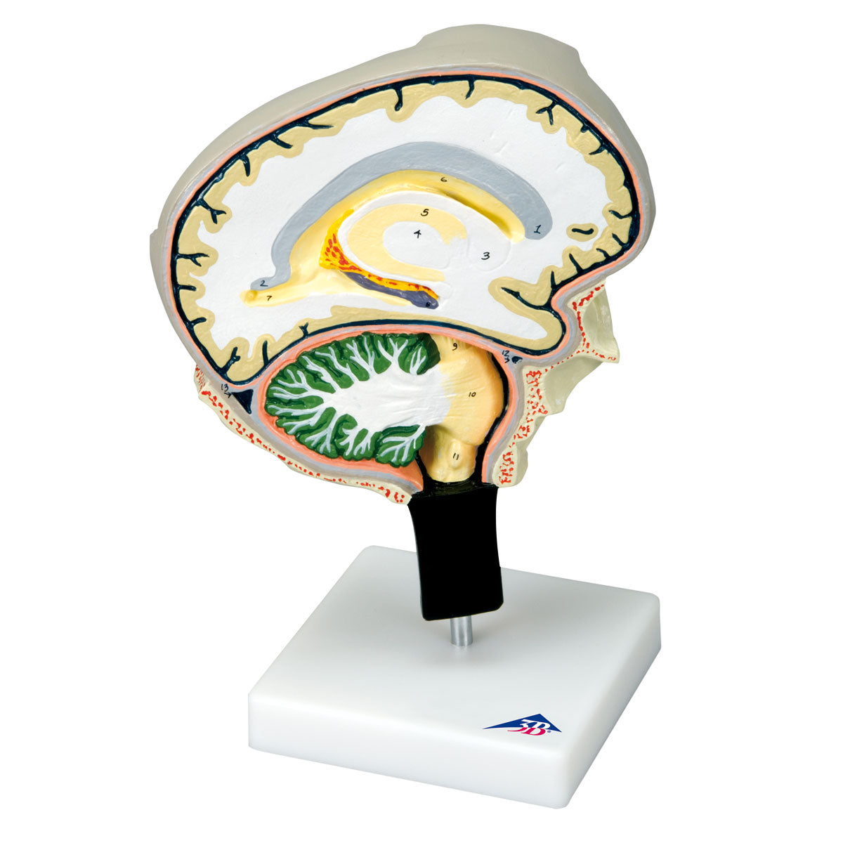 Brain Section Model with Medial and Sagittal Cuts