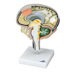 Brain Section Model with Medial and Sagittal Cuts