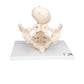 Childbirth Demonstration Pelvis Skeleton Model with Fetal Skull