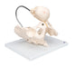 Childbirth Demonstration Pelvis Skeleton Model with Fetal Skull