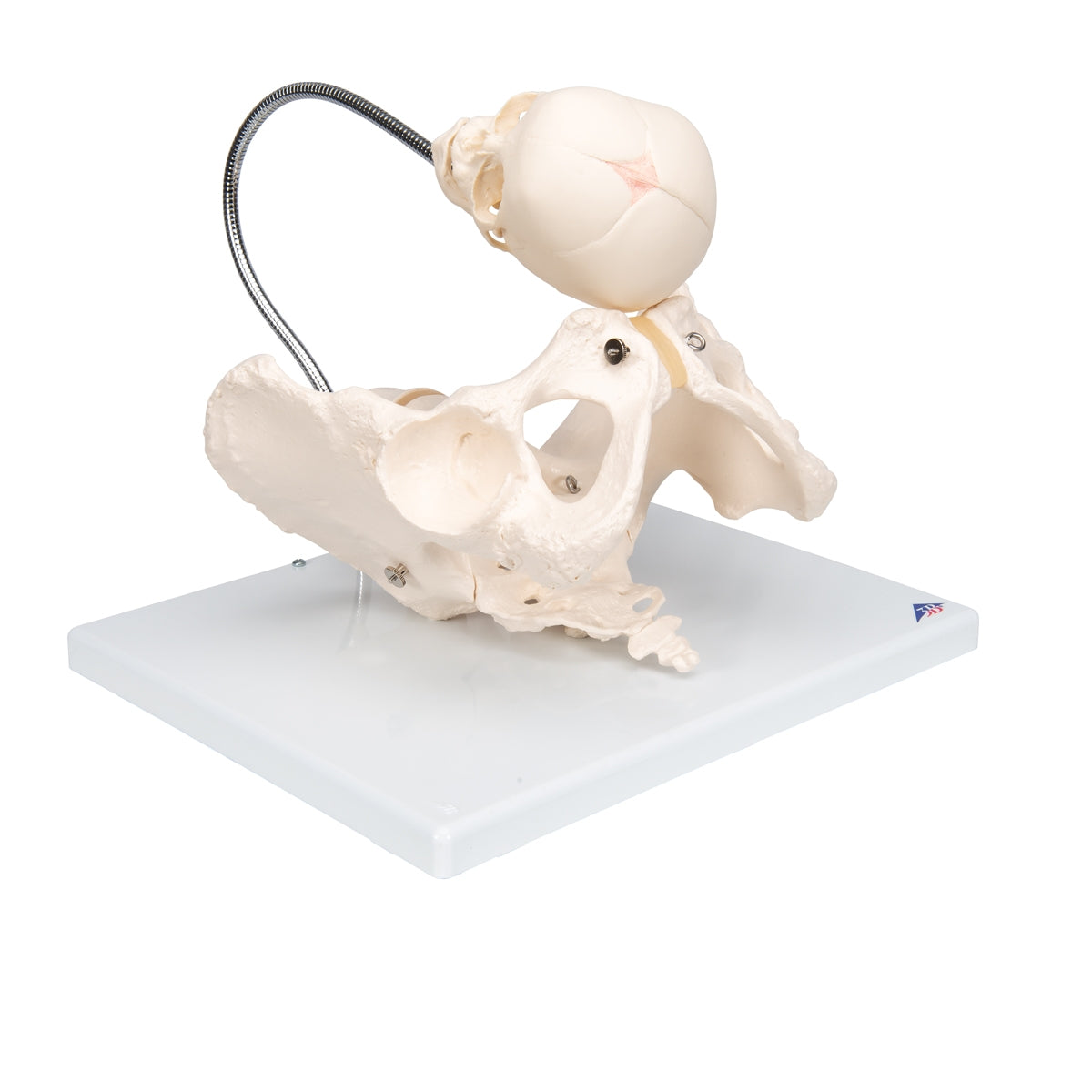 Childbirth Demonstration Pelvis Skeleton Model with Fetal Skull