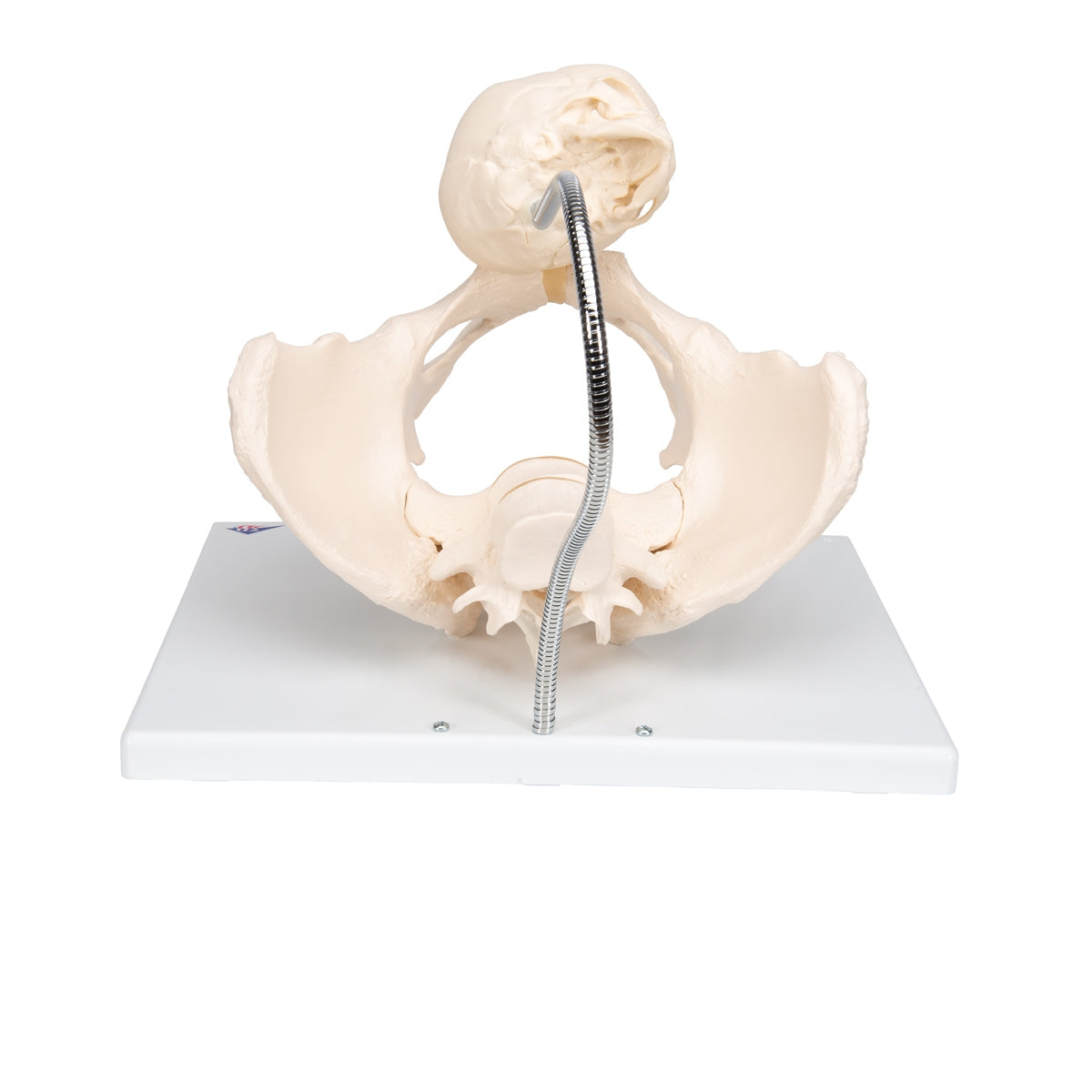 Childbirth Demonstration Pelvis Skeleton Model with Fetal Skull