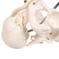 Childbirth Demonstration Pelvis Skeleton Model with Fetal Skull