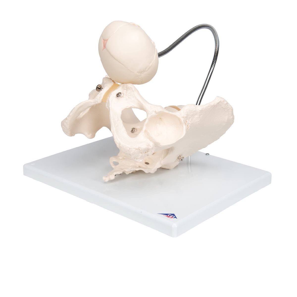 Childbirth Demonstration Pelvis Skeleton Model with Fetal Skull