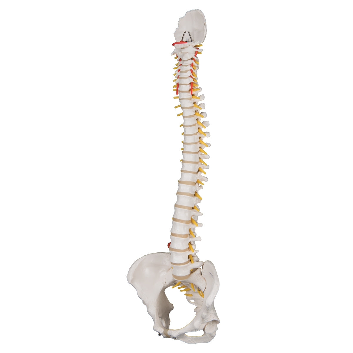 Classic Flexible Human Spine Model with Female Pelvis