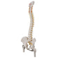 Classic Flexible Human Spine Model with Femur Heads