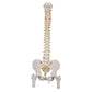 Classic Flexible Human Spine Model with Femur Heads