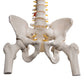 Classic Flexible Human Spine Model with Femur Heads