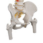 Classic Flexible Human Spine Model with Femur Heads