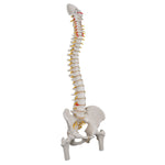 Classic Flexible Human Spine Model with Femur Heads