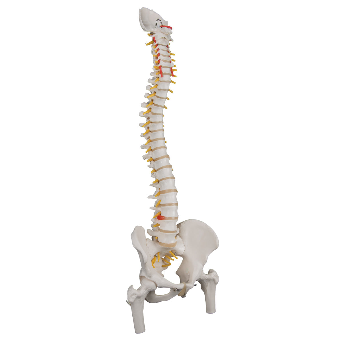 Classic Flexible Human Spine Model with Femur Heads