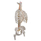 Classic Flexible Human Spine Model with Ribs & Femur Heads