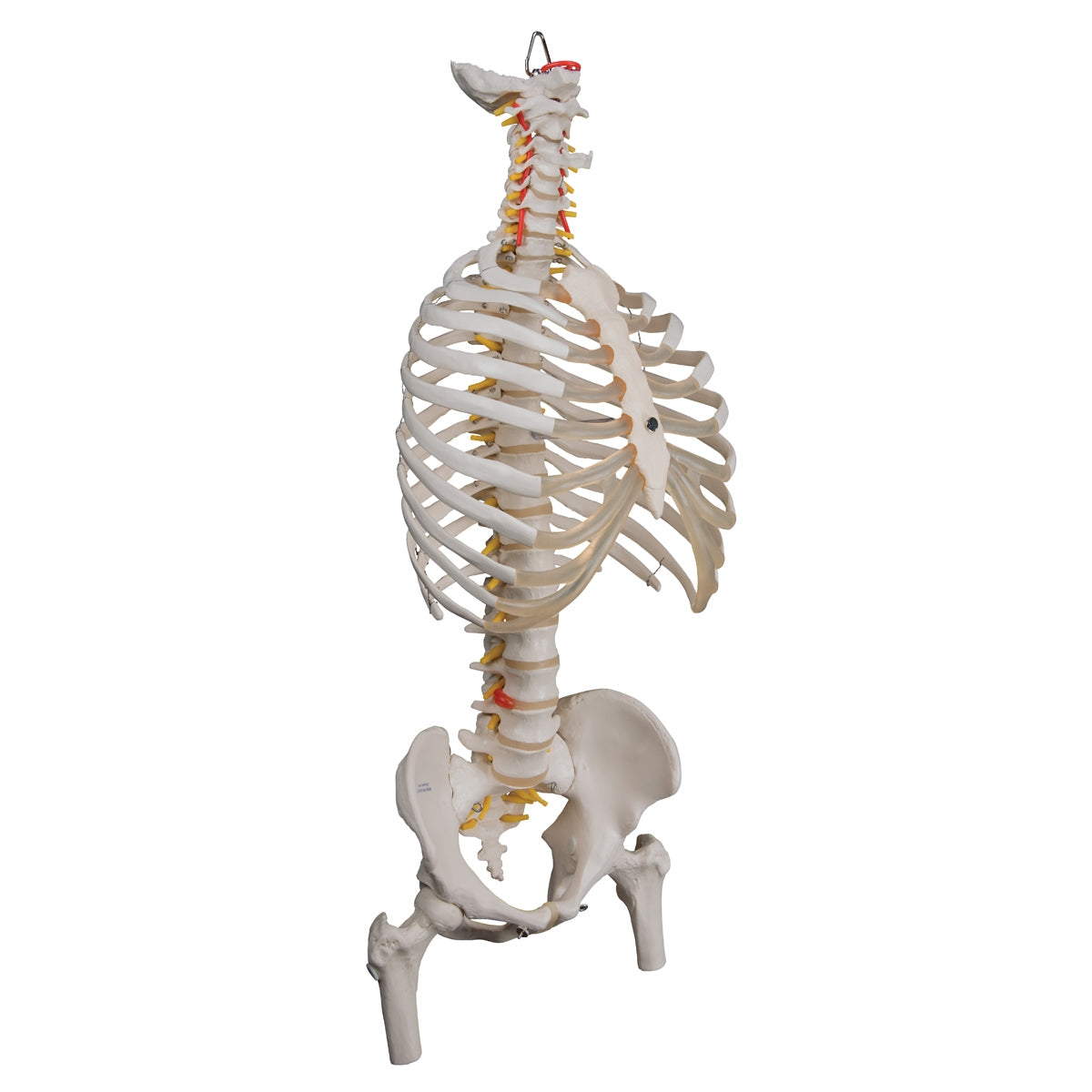 Classic Flexible Human Spine Model with Ribs & Femur Heads