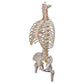 Classic Flexible Human Spine Model with Ribs & Femur Heads