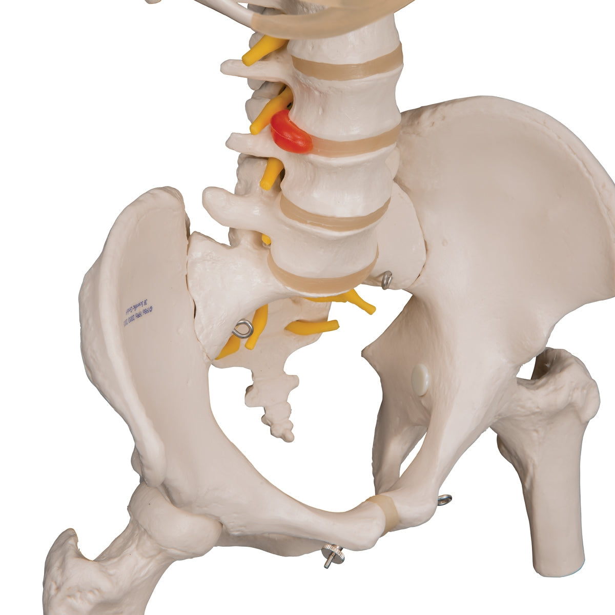 Classic Flexible Human Spine Model with Ribs & Femur Heads