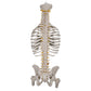 Classic Flexible Human Spine Model with Ribs & Femur Heads