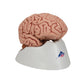 Classic Human Brain Model, 5 part