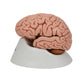 Classic Human Brain Model, 5 part